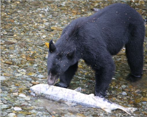 A black bear feeds on a salmon it has caught