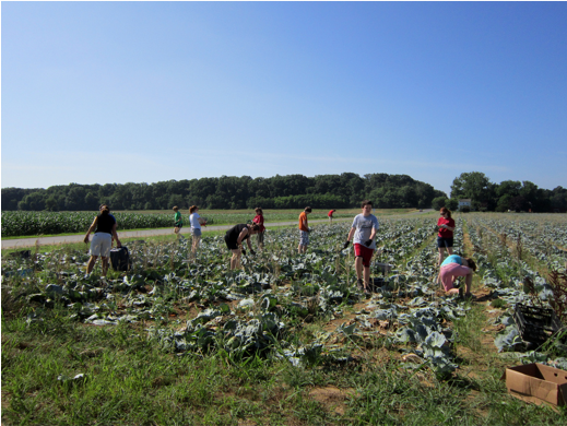 People work hard in field, harvesting the last of the crop.