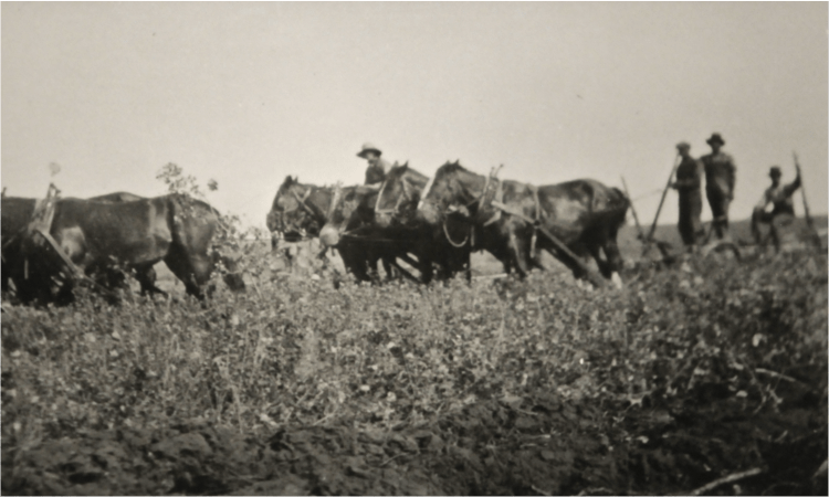 Horse drawn plow, Montmartre SK, 1928