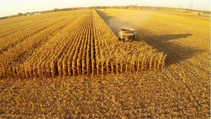 Using a combine harvester, a vast wheat field is methodically harvested