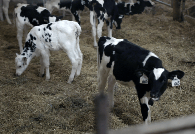 Calves gathered together in a pen