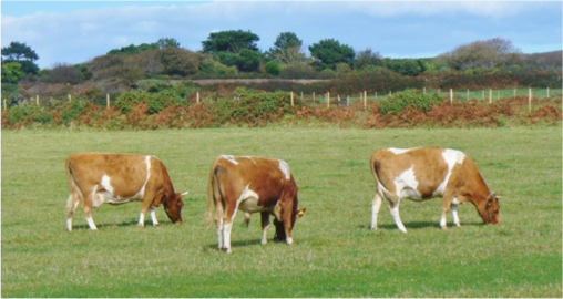 Guernsey cows stand in a grassy field