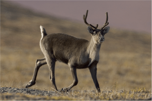 A lone caribou trots across the tundra