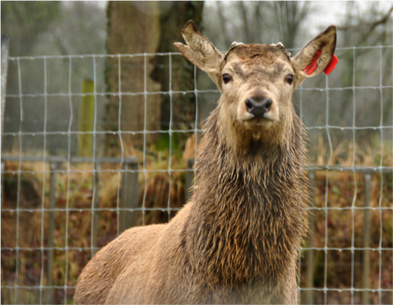 A caribou looks out from its pen