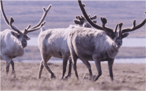 Three caribou trot across scrubland