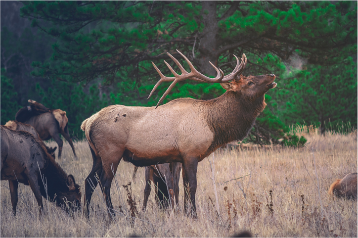 A male elk tilts its head back to call out, its breath forming a cloud in the cold air
