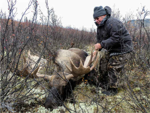 A man holds the massive antlers of a bull moose that has been sucessfully hunted