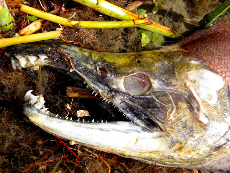 A dead salmon lies on the bank of a stream