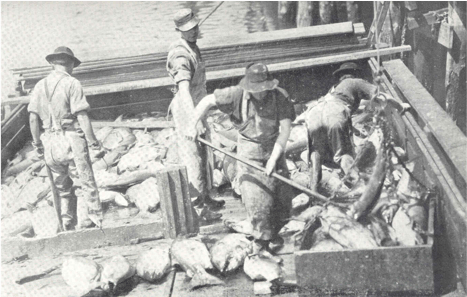 Archive photograph of historical fishery workers unloading a haul of salmon
